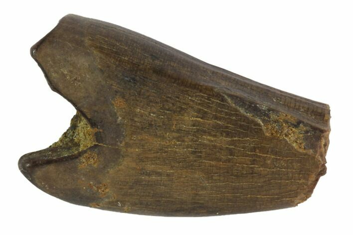 Partial, Juvenile Tyrannosaur Premaxillary Tooth - Montana #91388